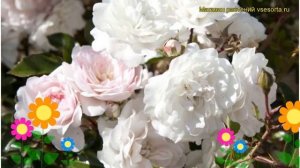 Роза почвопокровная Си фоум. Краткий обзор, описание характеристик, где купить саженцы Sea Foam