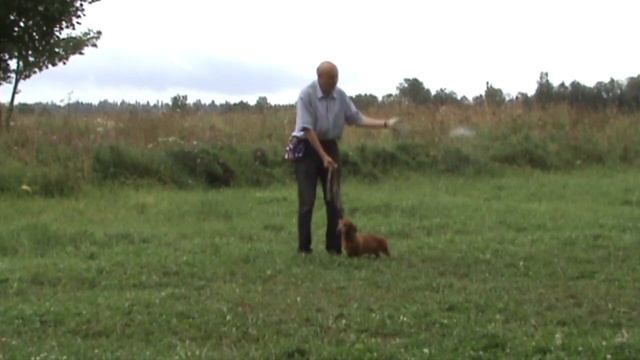 Такса Чип: отработка команды Рядом смотреть онлайн