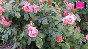 РОЗА ИНСТИТУТ ЛЮМЬЕР. Обзор начинающим