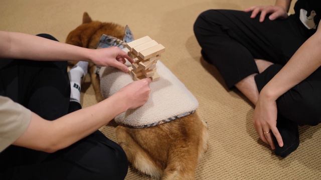 Playing Jenga on My Dog смотреть онлайн