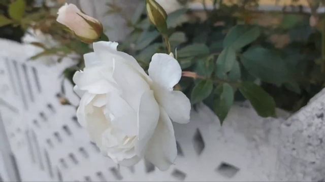 Мой отчим оказался для меня ближе, чем родной отец. И вот почему... смотреть онлайн