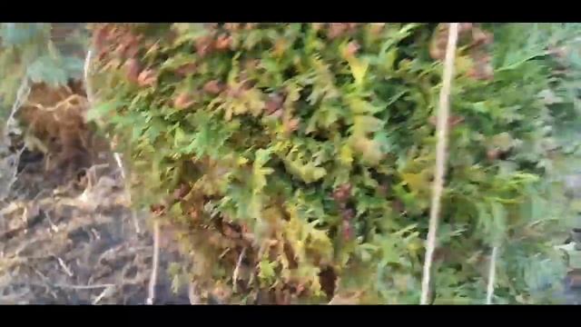 Чистим ТУЮ от старой хвои/Зачем нужны обвязки хвойников смотреть онлайн