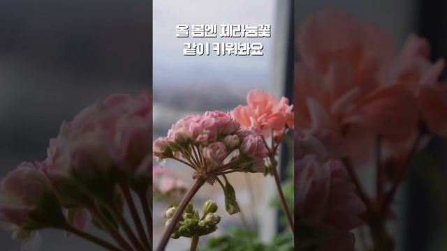 제라늄을 잘 키워 보고 싶은분들#입문자#시리즈#요점만#1분꿀팁찾기 смотреть онлайн
