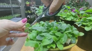 Как правильно прищипывать петунию для пышного куста. Как из тощей петунии вырастить цветущий шар.