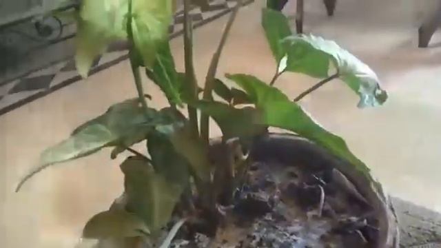 Arrow head plant care and complete guide смотреть онлайн