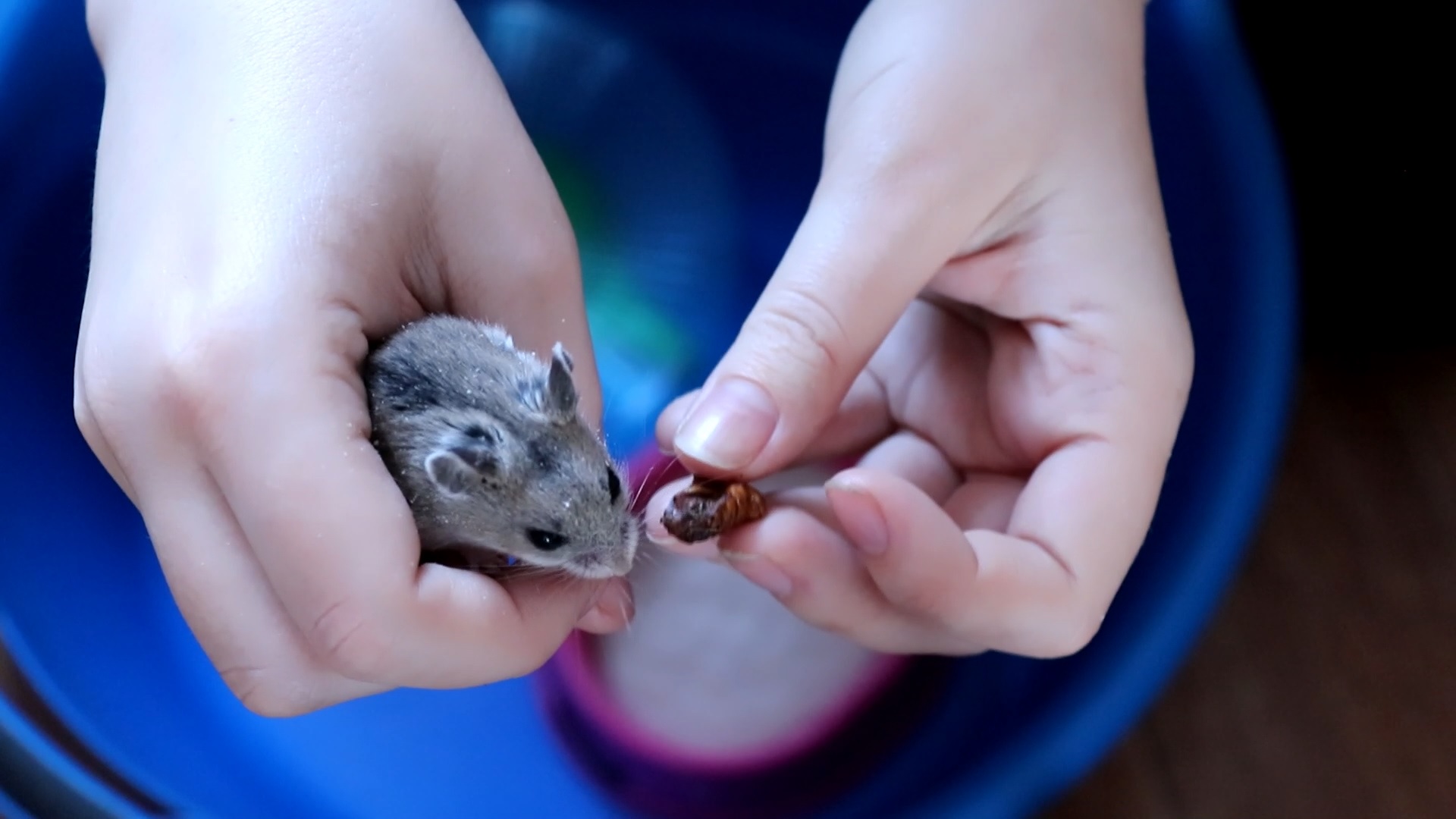 ОДИН ДЕНЬ ИЗ ЖИЗНИ КИТАЙСКОГО ХОМЯКА / КАК УЗНАТЬ ЧТО ХОМЯЧИХА БЕРЕМЕННА? смотреть онлайн