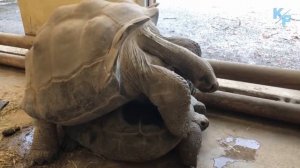 Галапагосская черепаха - самая большая черепаха на земле.  Слоновая черепаха.