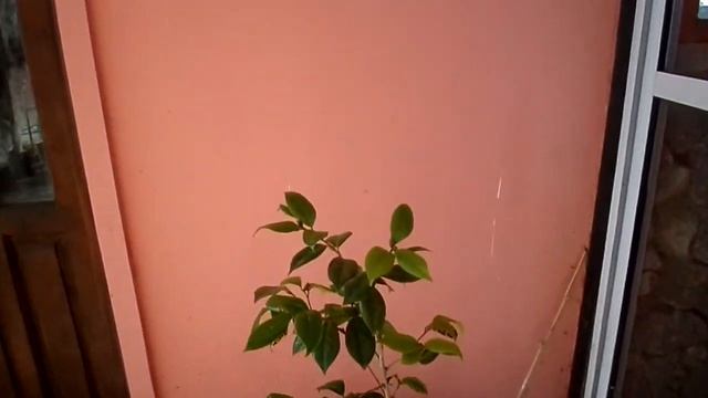Клещевина/ касторка..наш дом, кинчо, салон-гараж- "своими руками" смотреть онлайн