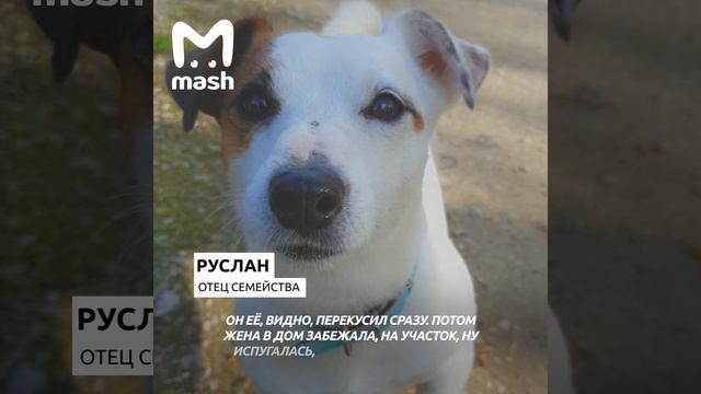 Домашний терьер спас 10 летнего мальчика от волка в Коми смотреть онлайн