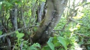 Черноклён (клён татарский) как медонос.