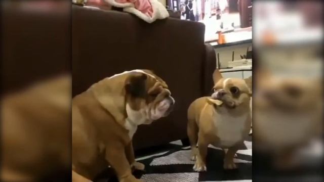 ENGLISH BULLDOG VS FRENCH BULLDOG تحدى البولدوج