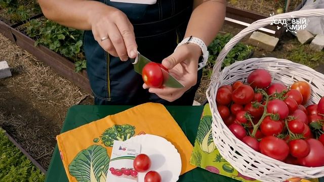 Самые высокие томаты. Для этих индетов нет переделов высоты смотреть онлайн
