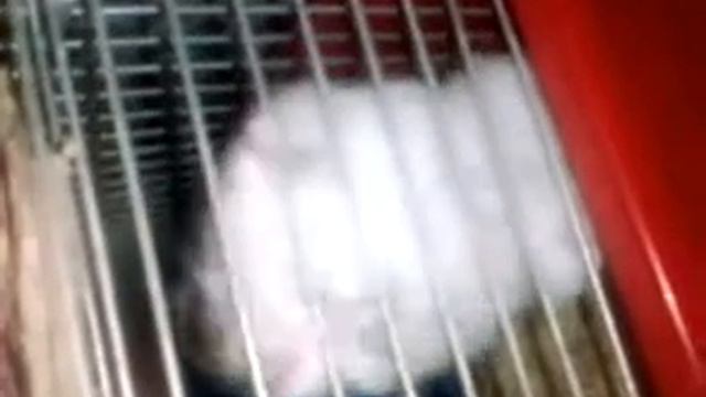 Lady bigotitos se muerde las manos y se cae xD смотреть онлайн