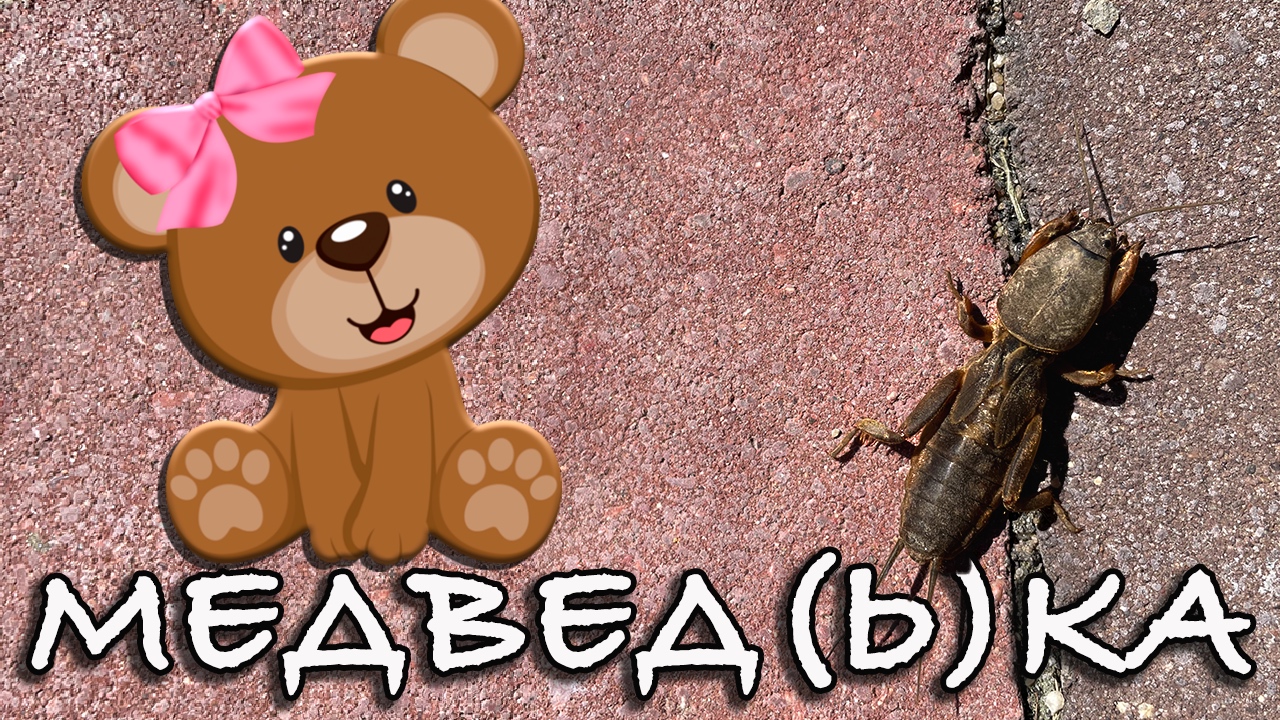 Медведка #Shorts