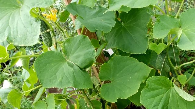 Огурцы прут и не болеют, внесите под куст огурцов! 100% Копеечное рабочее средство смотреть онлайн