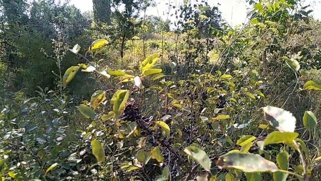 Жостер слабительный. смотреть онлайн