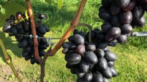 Виноград Тимати в Беларуси (11.09.21)