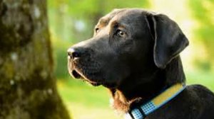 Собаки от А до Я. Лабрадор