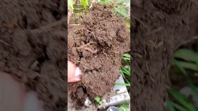 ВЫРАЩИВАНИЕ САЖЕНЦЕВ КРУПНОЛИСТНОЙ ГОРТЕНЗИИ ОТВОДКОЙ смотреть онлайн