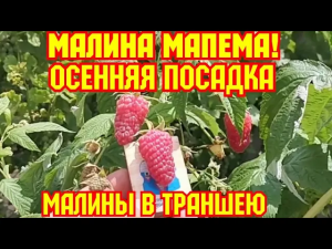 Малина Мапема, Стоит ли сажать малину в траншею!