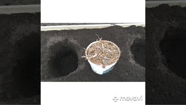 Пересадка голубики смотреть онлайн