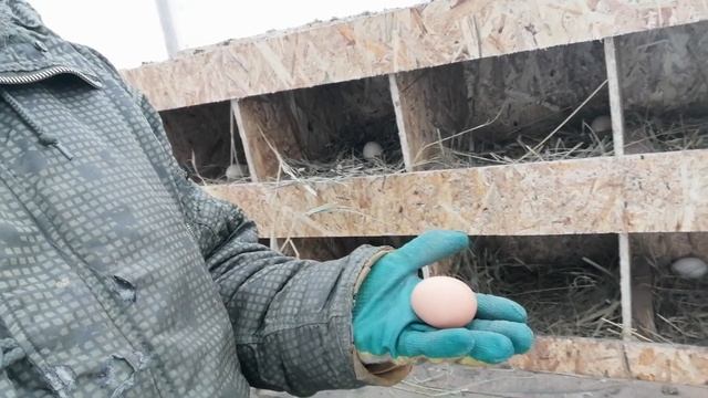 Первое куриное Яйцо | Стропила каркасника смотреть онлайн