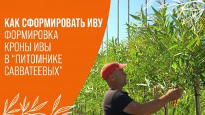 КАК ПРАВИЛЬНО СФОРМИРОВАТЬ ИВУ НА ШТАМБЕ | ФОРМИРОВКА КРОНЫ В «ПИТОМНИКЕ САВВАТЕЕВЫХ»