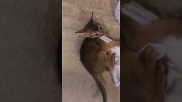 Бешеный абиссинский котёнок! смотреть онлайн