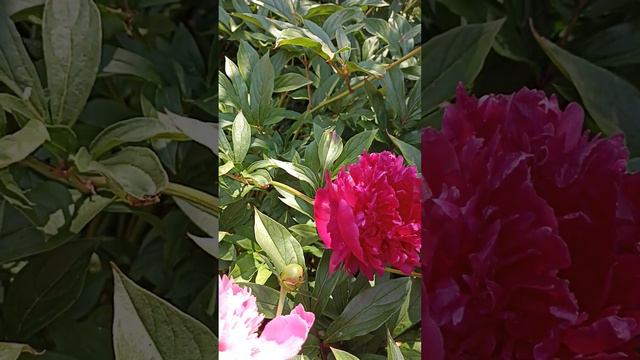 Цветы в июне, в моём саду 🌸🌸🌸🌿🌿🌿#лето#цветы#сад