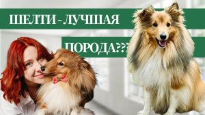 Почему ШЕЛТИ - лучшая порода собак?
