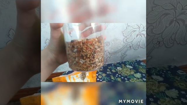 Хомячки. Хомячиха родила🤤 смотреть онлайн