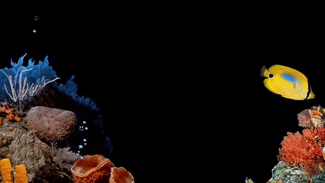 Windows 98 - Underwater screen saver смотреть онлайн