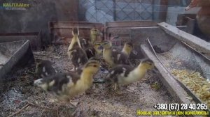 как заработать на утках, бизнес план