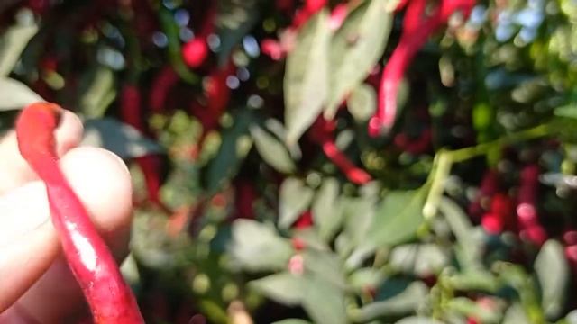 Bayer Antracol Contact Fungicides Use In Chillies