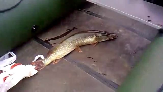 Щучка Зеленогорская смотреть онлайн