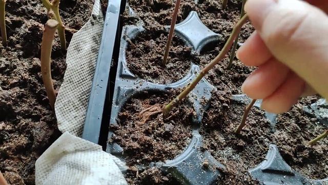 Размножение голубики черенками зимой. смотреть онлайн