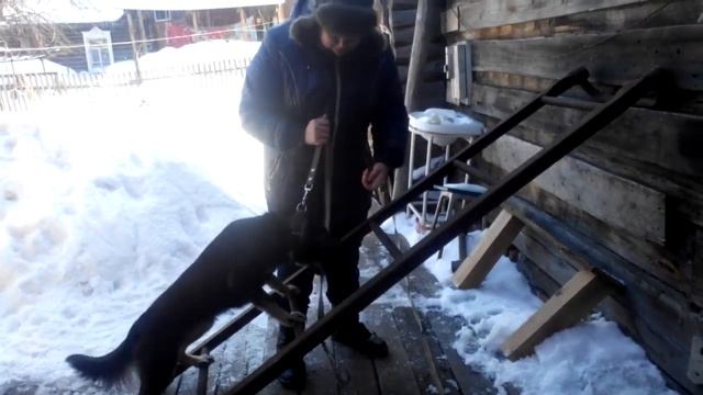 Как научить собаку подниматься по лестнице.Часть1 смотреть онлайн