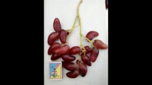 Гусев сказал ПРАВДУ- Дубовский Розовый ,ХУЖЕ Преображения! Виноград - дубовский Розовый