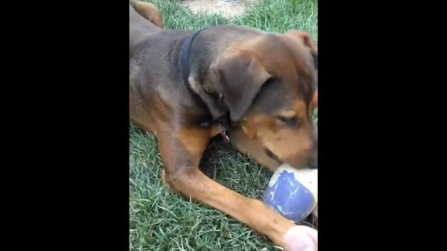 Doberman PitBull mixed dog, Doberman PitBull Mix смотреть онлайн