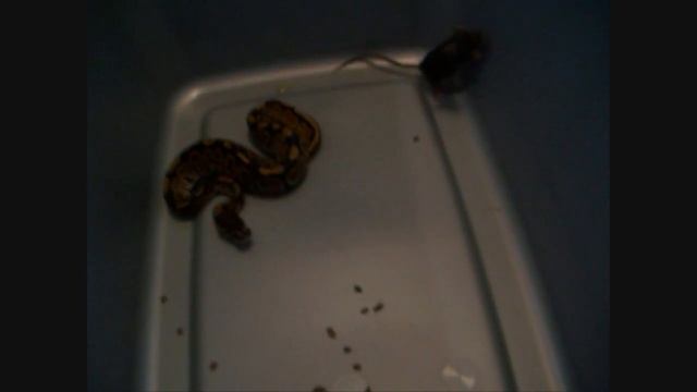Male ball python (Twist) eating mouse !!! #1 смотреть онлайн