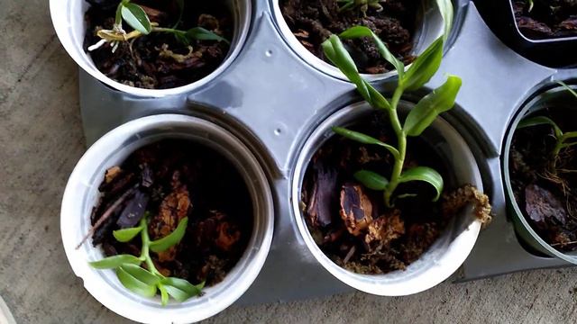 Dendrobium anosmum ( Hono Hono ) propagation update смотреть онлайн