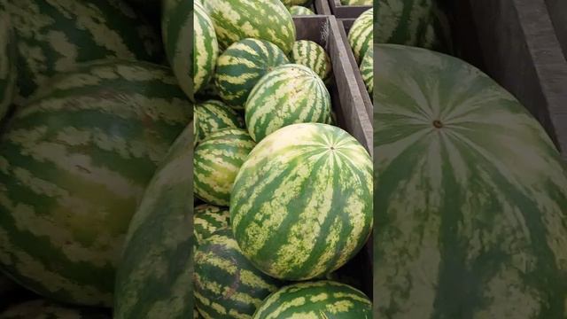 Лучшая цена на арбузы: 17.09.2022 смотреть онлайн