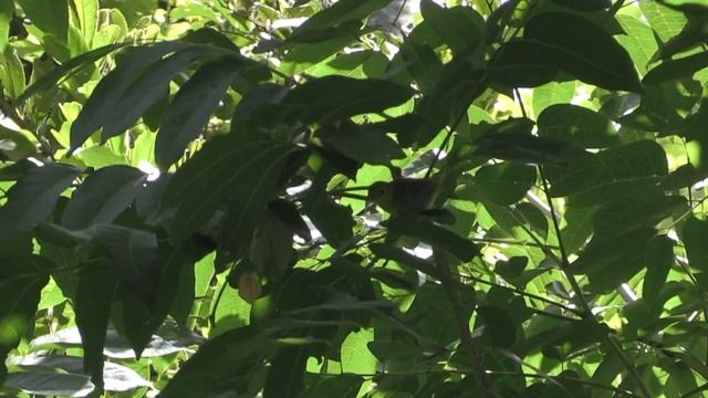 Viréo de Cuba (Vireo gundlachii) Cuban Vireo смотреть онлайн