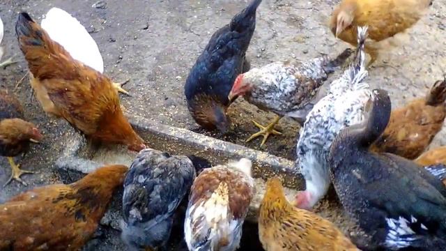 Польза от совместного выгула уток и курей. смотреть онлайн