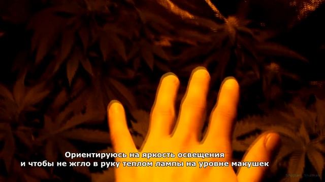 HashBerry-репорт 01/07: Полив Замер дренажа Обзор кустов Свободу побегам! смотреть онлайн