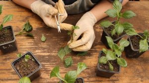 Как Размножить ГЕОРГИНЫ стеблевыми Черенками.