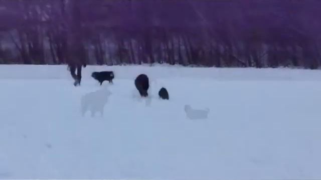 Stooges in the snow - 3 mad dogs having fun fun fun смотреть онлайн