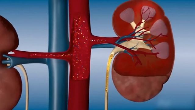Функции почки