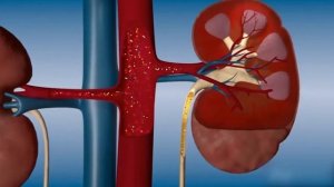 Функции почки