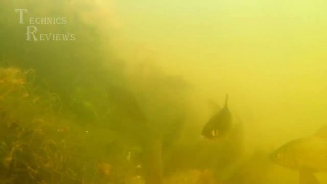 Подводная съемка сцены из подводной жизни несколько минут релаксации смотреть онлайн